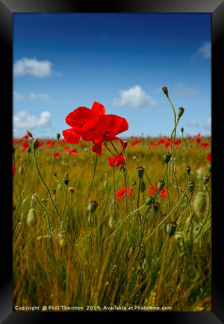 Poppies in the summer sunshine. No. 2 Framed Print by Phill Thornton