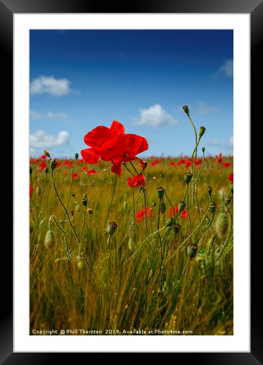 Poppies in the summer sunshine. No. 2 Framed Mounted Print by Phill Thornton