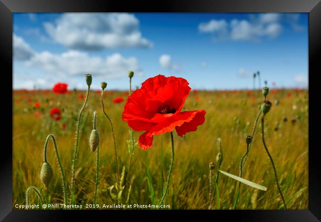 Poppies in the summer sunshine. No. 3 Framed Print by Phill Thornton