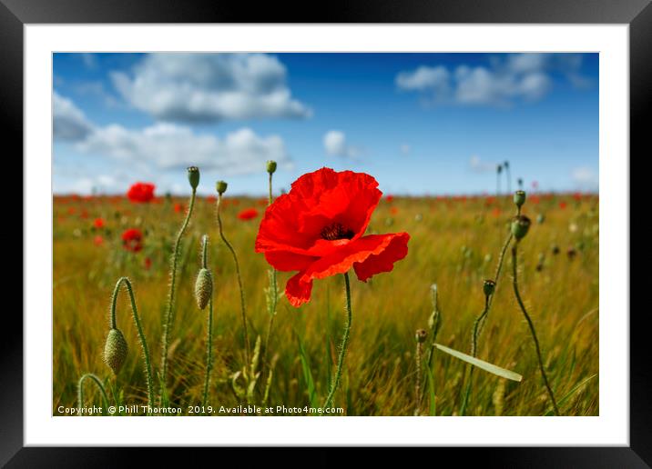 Poppies in the summer sunshine. No. 3 Framed Mounted Print by Phill Thornton