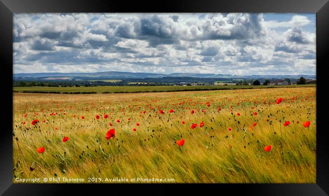 Poppies in the summer sunshine. No. 4 Framed Print by Phill Thornton