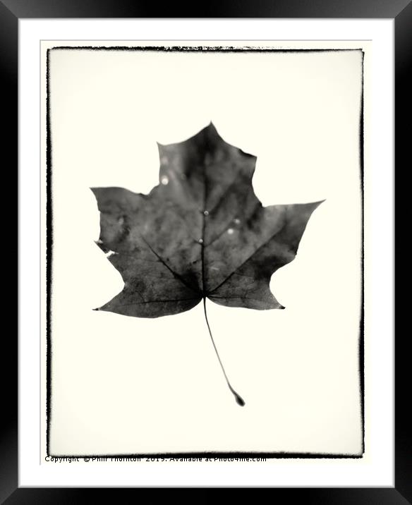 Maple Leaf on White. Framed Mounted Print by Phill Thornton