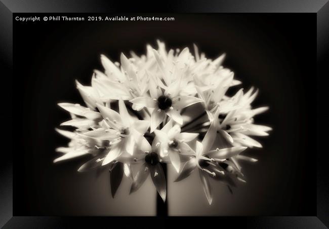 Wild Garlic flower No. 2 (B&W) Framed Print by Phill Thornton