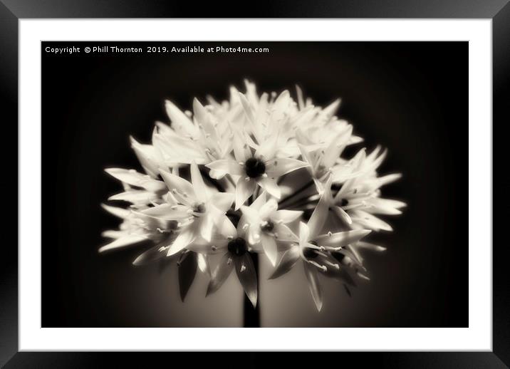 Wild Garlic flower No. 2 (B&W) Framed Mounted Print by Phill Thornton