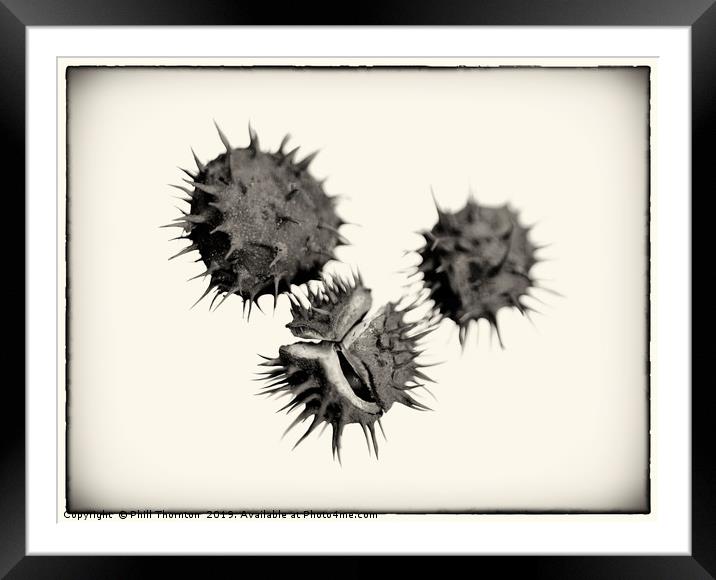 Three Conkers B&W Framed Mounted Print by Phill Thornton