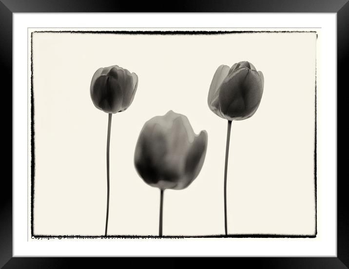 Three Red Tulips B&W version. Framed Mounted Print by Phill Thornton