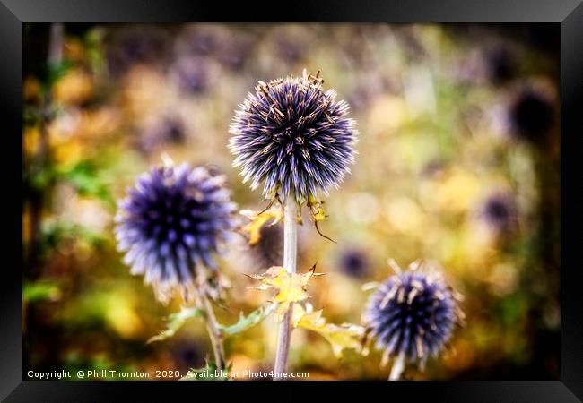 Close up of a Thistle head.  Framed Print by Phill Thornton