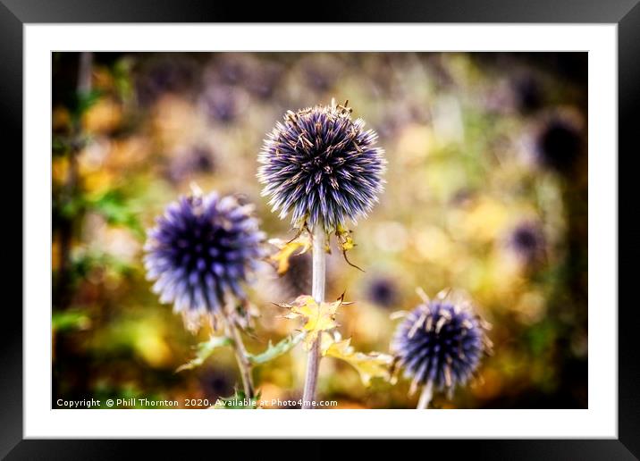 Close up of a Thistle head.  Framed Mounted Print by Phill Thornton