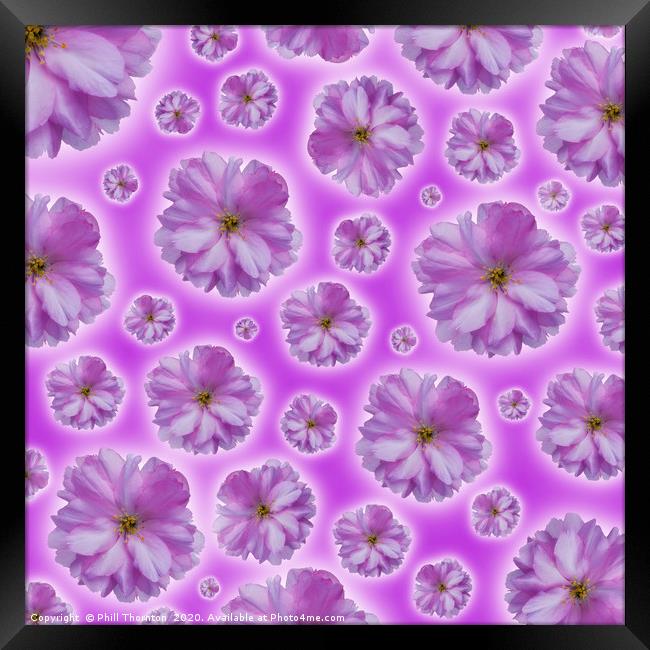 A pattern if isolated Pink Cherry Blossom on a pin Framed Print by Phill Thornton