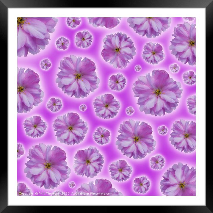 A pattern if isolated Pink Cherry Blossom on a pin Framed Mounted Print by Phill Thornton