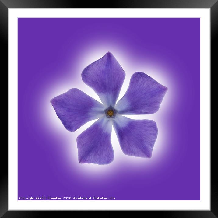Isolated Periwinkle blossom on a purple packground Framed Mounted Print by Phill Thornton