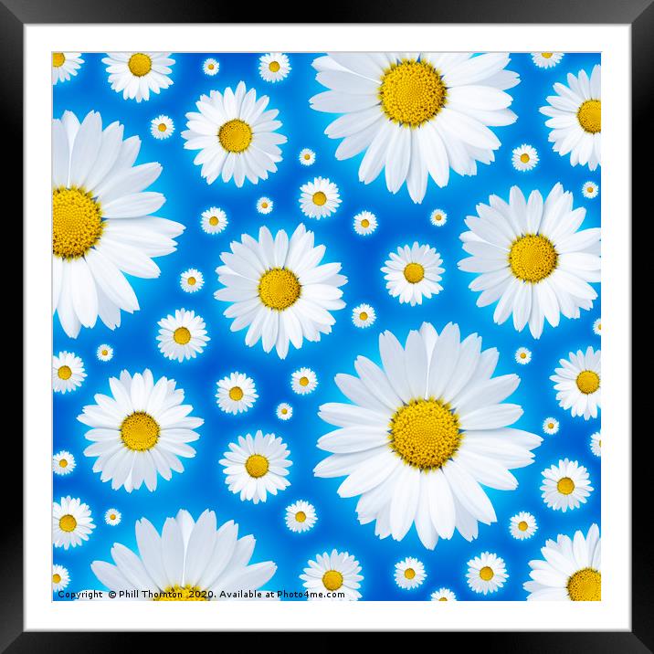 A pattern of isolated white daisy flower on a blue Framed Mounted Print by Phill Thornton