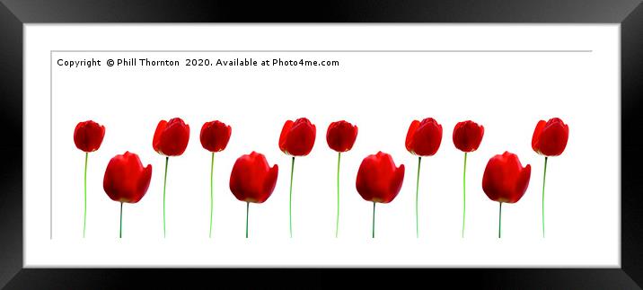 Three Red Tulips on white, repeated pattern. Framed Mounted Print by Phill Thornton