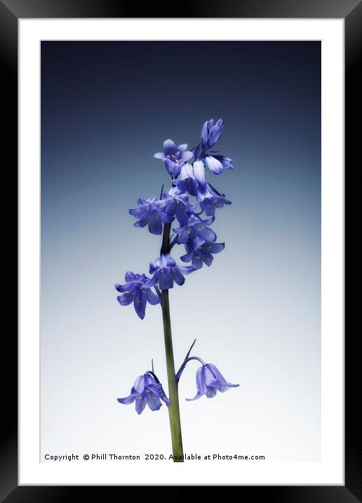The beautiful british Bluebell. Framed Mounted Print by Phill Thornton