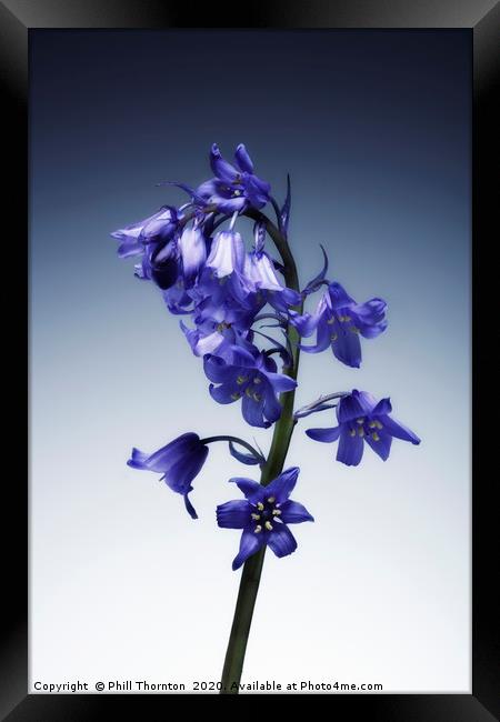 The beautiful british Bluebell. No.2 Framed Print by Phill Thornton