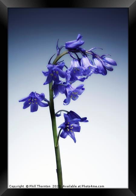 The beautiful british Bluebell. No.3 Framed Print by Phill Thornton