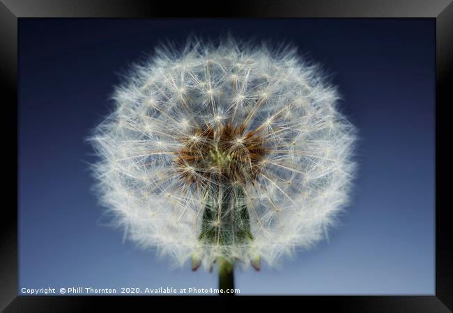 Close up of a Dandelion seed head. No. 3. Framed Print by Phill Thornton