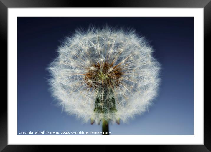 Close up of a Dandelion seed head. No. 3. Framed Mounted Print by Phill Thornton