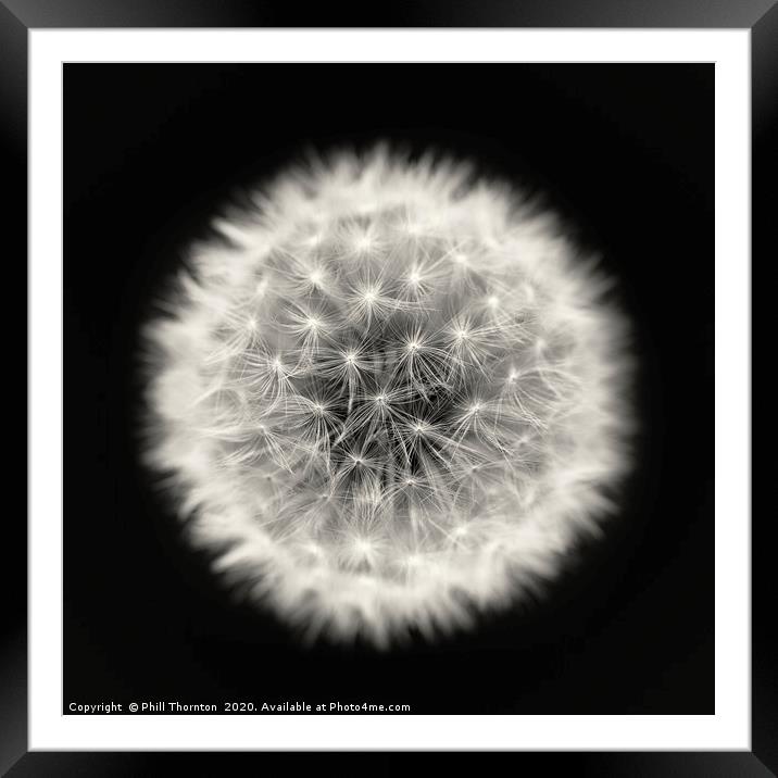 Isolated Dandelion seed head on a black background Framed Mounted Print by Phill Thornton