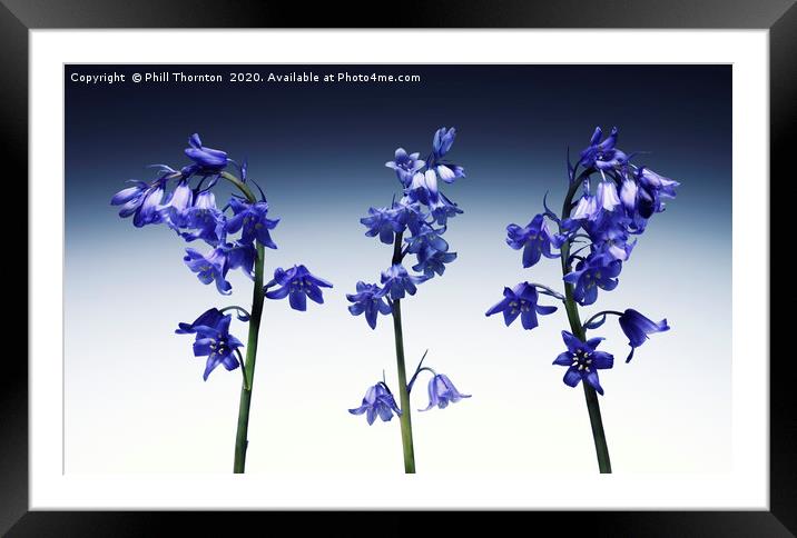 Three beautiful british Bluebell. Framed Mounted Print by Phill Thornton