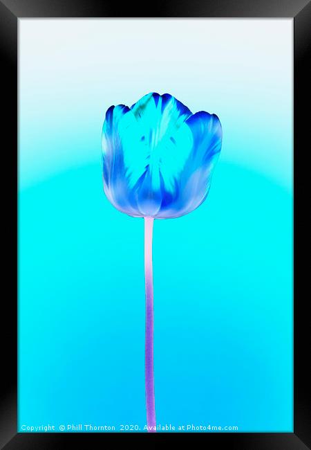 Negative of  single beautiful variegated tulip Framed Print by Phill Thornton