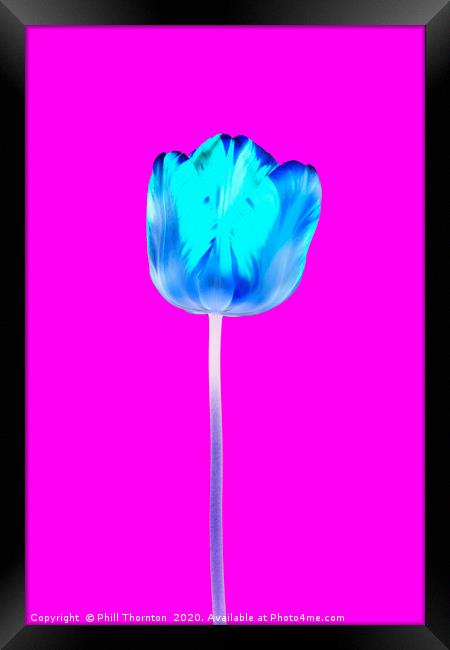 Negative of  single beautiful variegated tulip No. Framed Print by Phill Thornton