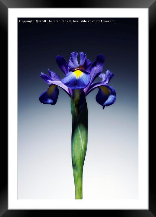 A single beautiful blue Iris flower. Framed Mounted Print by Phill Thornton