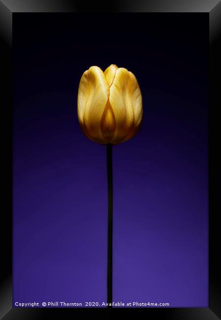 A single beautiful yellow tulip flower on purple Framed Print by Phill Thornton