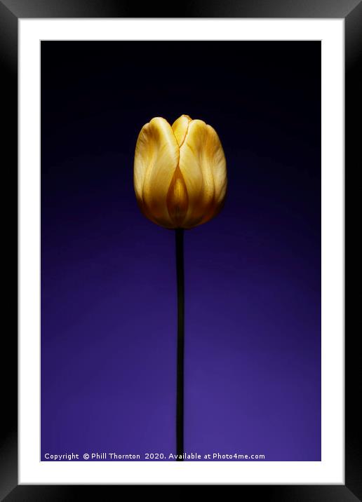 A single beautiful yellow tulip flower on purple Framed Mounted Print by Phill Thornton