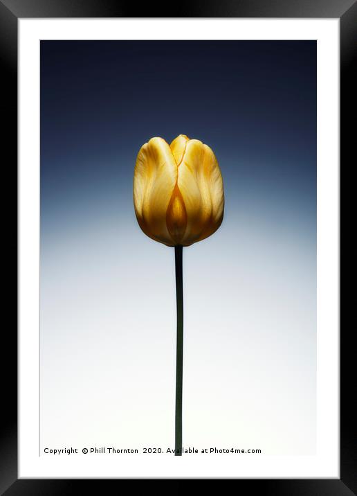 A single beautiful yellow tulip flower  Framed Mounted Print by Phill Thornton