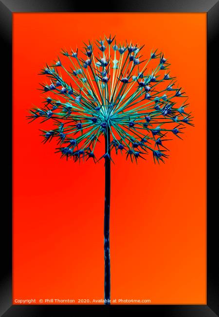 Abstract Allium No.5 Framed Print by Phill Thornton
