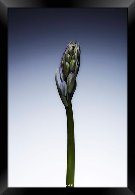 The beautiful british Bluebell just before it blossoms No. 3 Framed Print by Phill Thornton