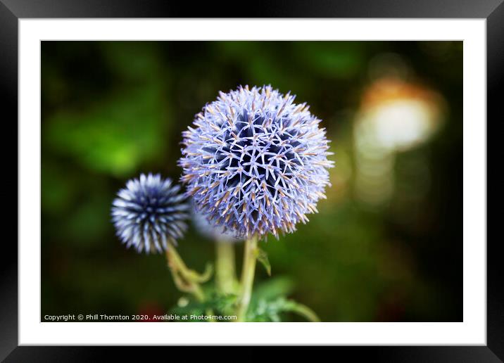 Close up of Blue Allium flower  growing outside Framed Mounted Print by Phill Thornton