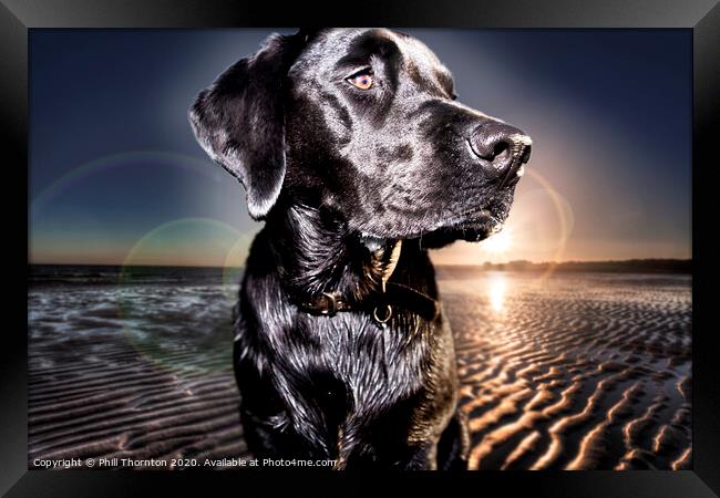 Black Labrador Retriever at the beach at sunrise Framed Print by Phill Thornton