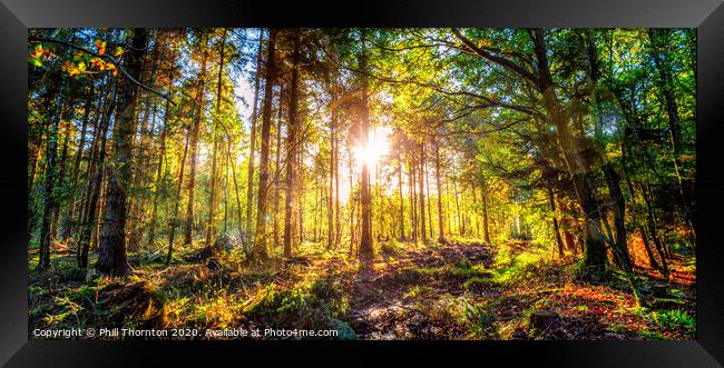 Sunset in the autumn woods. Framed Print by Phill Thornton