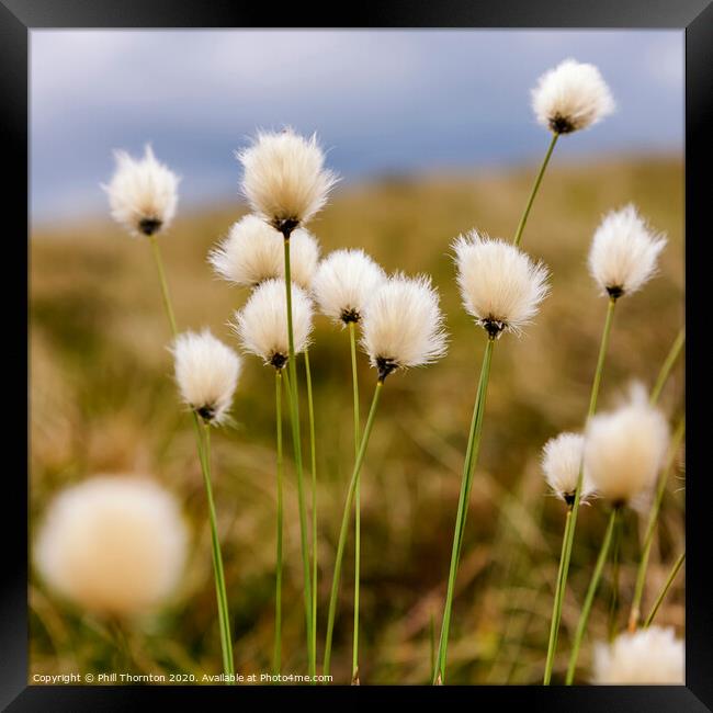 Hare's tail Cotton Grass in the Scottish Moorland Framed Print by Phill Thornton