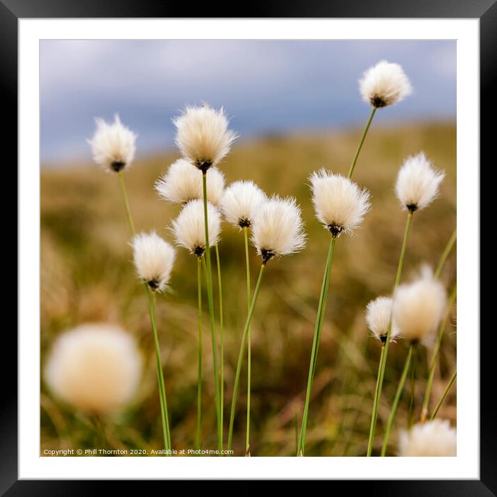 Hare's tail Cotton Grass in the Scottish Moorland Framed Mounted Print by Phill Thornton