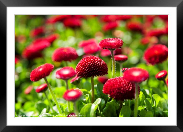 Radiant and Bold English Red Daisies Framed Mounted Print by Phill Thornton