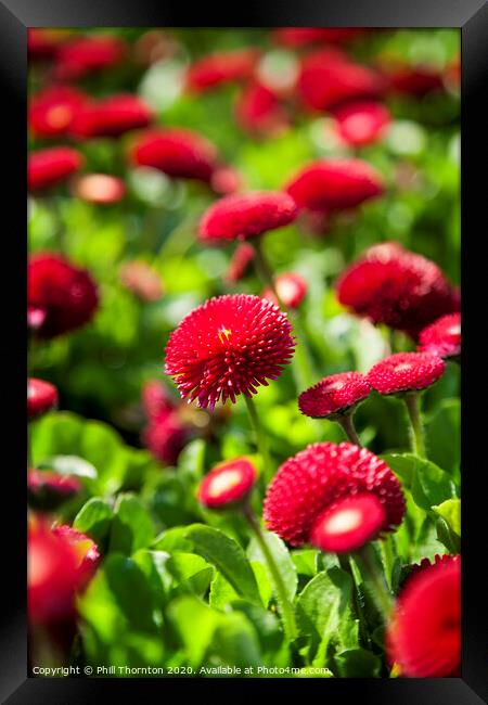 Radiant Red Daisy Delight No.2 Framed Print by Phill Thornton