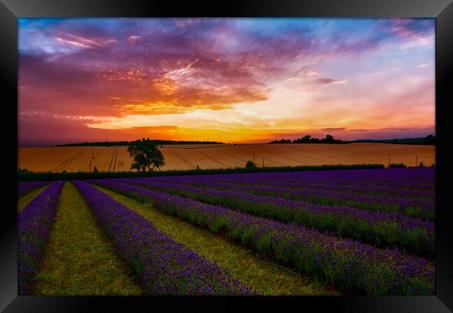 Lavender Field Sunset Framed Print by Scott Paul