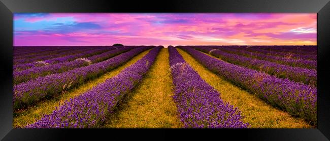 Sunset over Lavender Field Framed Print by Scott Paul