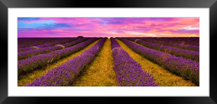 Sunset over Lavender Field Framed Mounted Print by Scott Paul