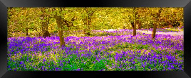 Bluebell Wood Framed Print by Scott Paul