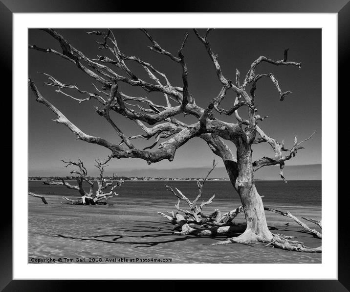 Driftwood Tree Framed Mounted Print by Gallery Three