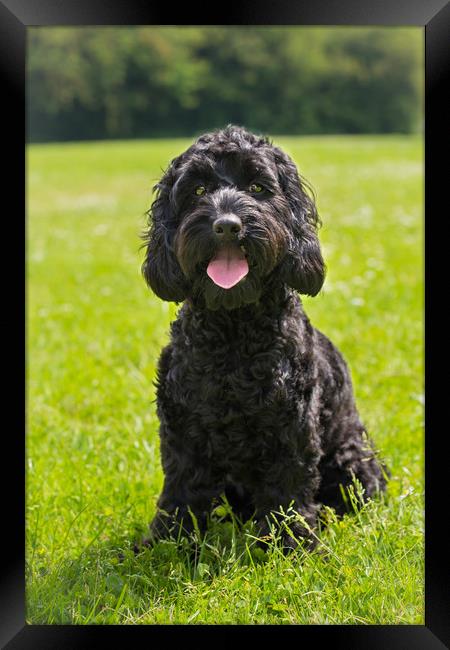 Cockapoo puppy portrait Framed Print by Steve Mantell