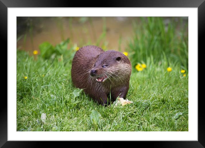 Otter funny cute face feeding Framed Mounted Print by Steve Mantell