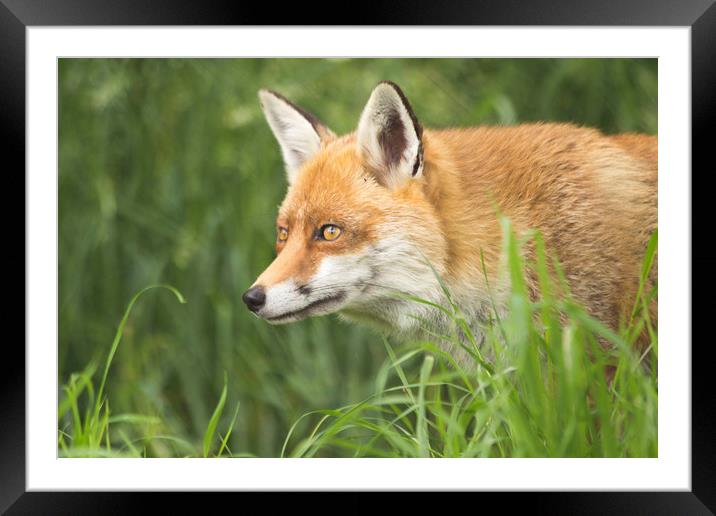 Fox close up portrait Framed Mounted Print by Steve Mantell