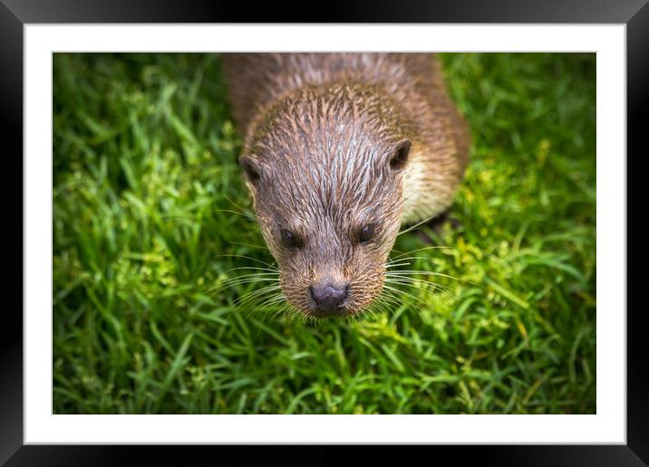 Otter face close up  Framed Mounted Print by Steve Mantell