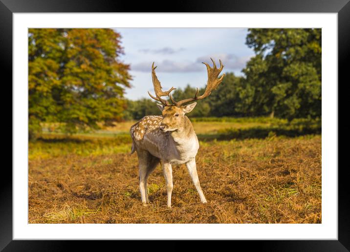 Fallow deer autumn nature reserve Framed Mounted Print by Steve Mantell