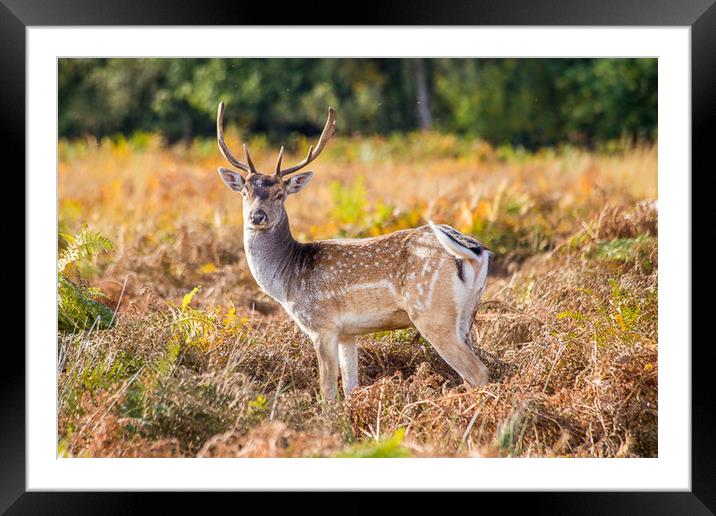 Fallow deer autumn nature reserve Framed Mounted Print by Steve Mantell